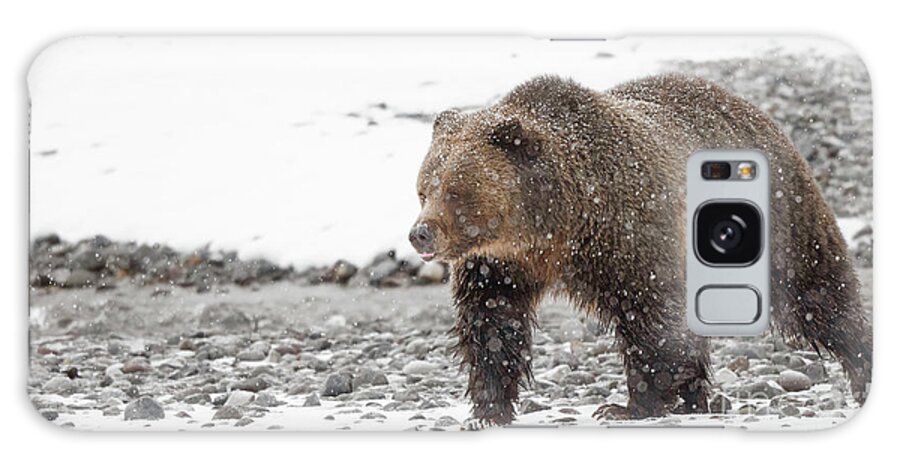 Grizzly Galaxy Case featuring the photograph Grizzly Bear in snow by Rehna George