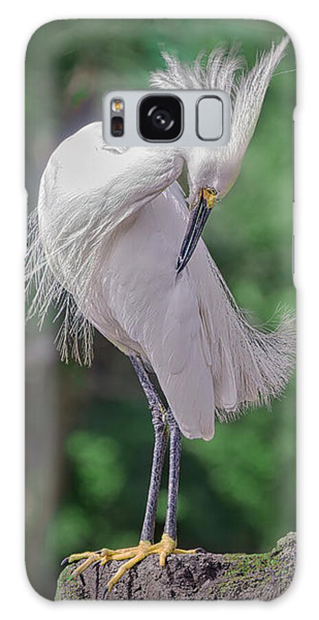 Herons Galaxy Case featuring the photograph Groom'n by Judy Kay