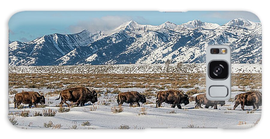 Jackson Galaxy Case featuring the photograph Gros Ventre Bison I by Douglas Wielfaert