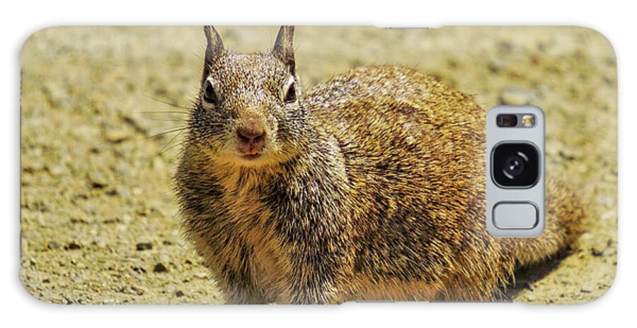 Squirrel Galaxy Case featuring the photograph Ground Squirrel by Brett Harvey