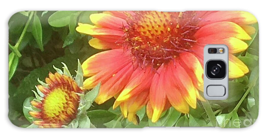 Gaillardia Flower Galaxy Case featuring the photograph Grow with You by Carmen Lam