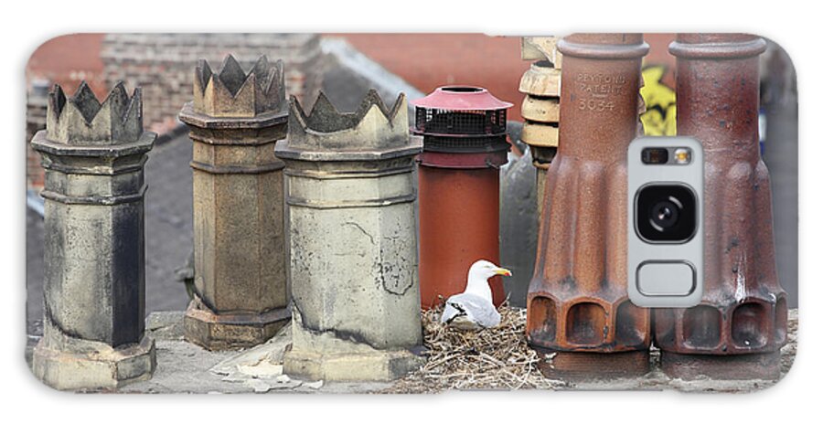 Chimney Pots Galaxy Case featuring the photograph Gull nesting amongst chimney pots by Bryan Attewell