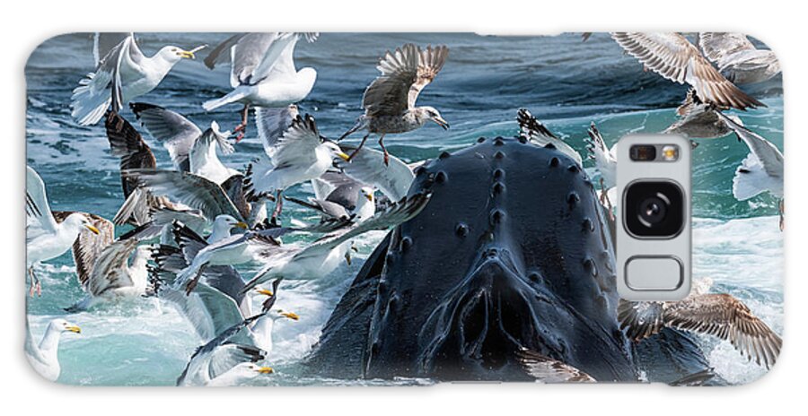 Whale Galaxy Case featuring the photograph Gulls After Sandlance by Lorraine Cosgrove