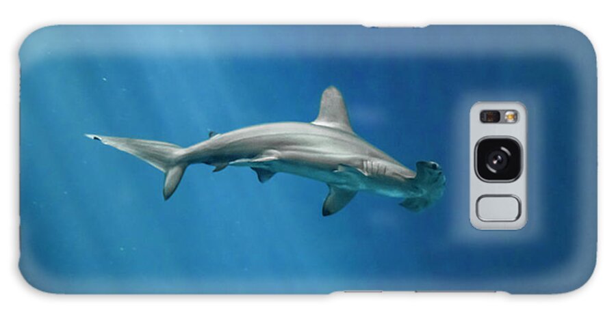 Color Galaxy Case featuring the photograph Hammerhead Shark Monterey Bay Aquarium by Gary Geddes