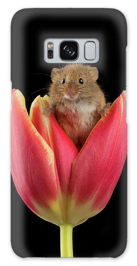 Harvest Galaxy Case featuring the photograph Harvest Mouse-1601 by Miles Herbert