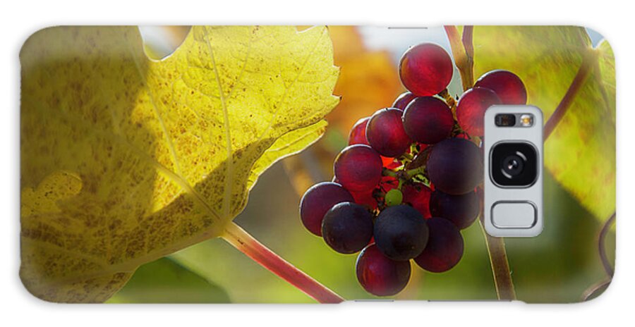 Vineyard Galaxy Case featuring the photograph Harvest Time On The Vineyard by Owen Weber