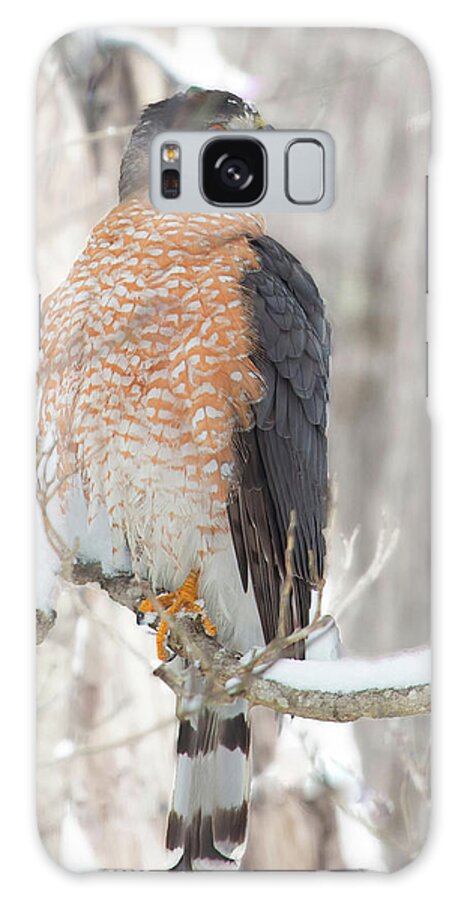 Wildlife Galaxy Case featuring the photograph Hawk in the Snow by Gina Fitzhugh