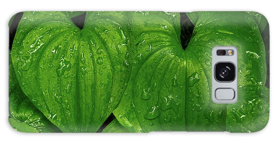 Leaves Galaxy Case featuring the photograph Hearts in the rain forest by Robert Miller