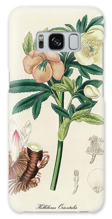 Helleborus Orientalis Galaxy Case featuring the digital art Helleborus Orientalis - Lenten Rose - Medical Botany - Vintage Botanical Illustration by Studio Grafiikka