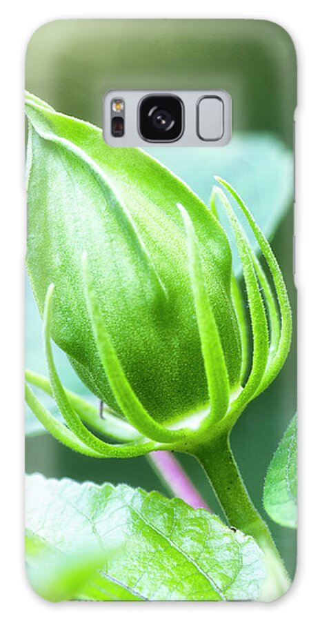 Hibiscus Bud Galaxy Case featuring the photograph Hibiscus Flower Bud in the Croatan National Forest by Bob Decker