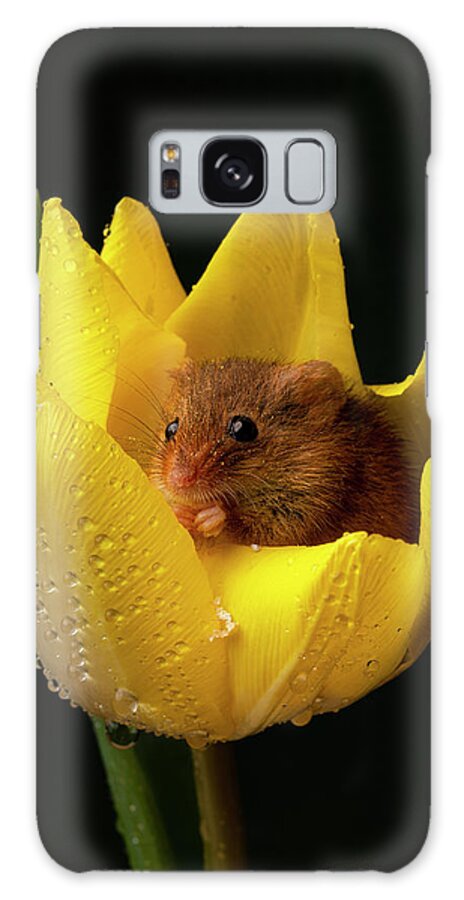 Harvest Galaxy Case featuring the photograph HM Tulip 02134 by Miles Herbert