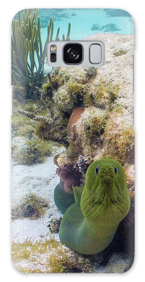 Animals Galaxy Case featuring the photograph Hmpht by Lynne Browne
