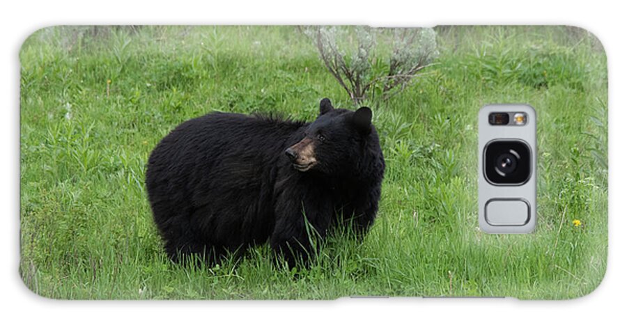 Black Bear At Yellowstone National Park Galaxy Case featuring the photograph I know you are there by Carolyn Hall