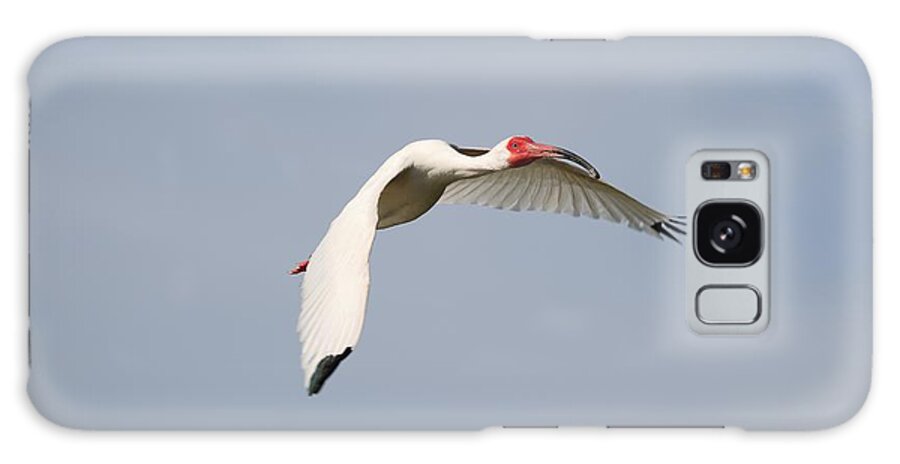 White Ibis Galaxy Case featuring the photograph Ibis in Flight by Mingming Jiang