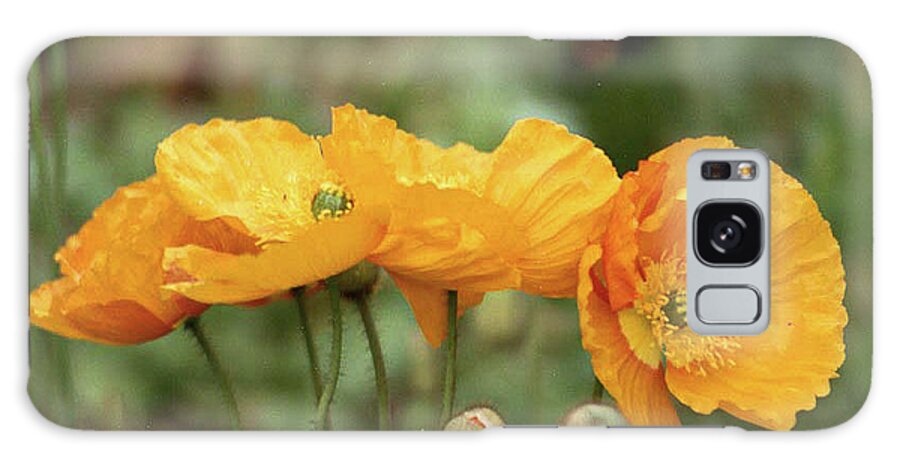 Flower Galaxy Case featuring the photograph Four Iceland Poppies, The Wonder of it All by Bonnie Colgan