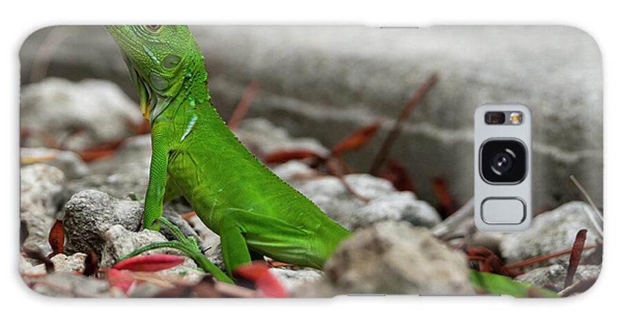 Camping Galaxy Case featuring the photograph Iguana Time by Todd Tucker