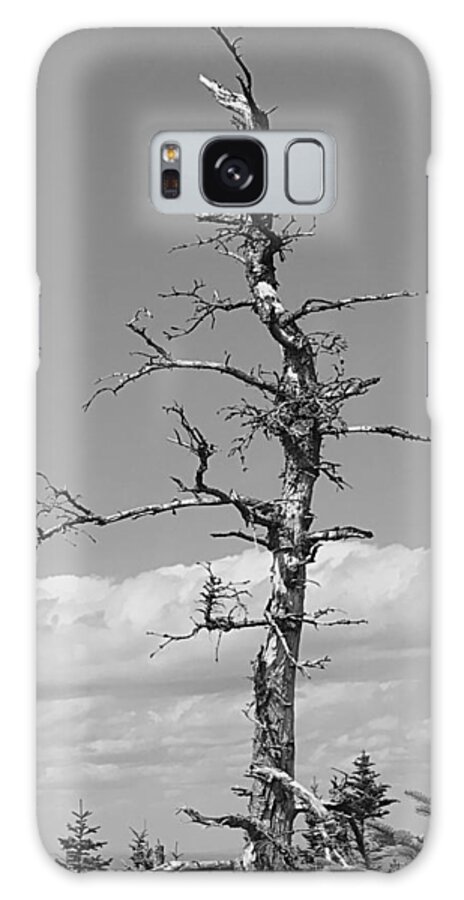 Tree Galaxy Case featuring the photograph I'm Still Standing BW by Lee Darnell