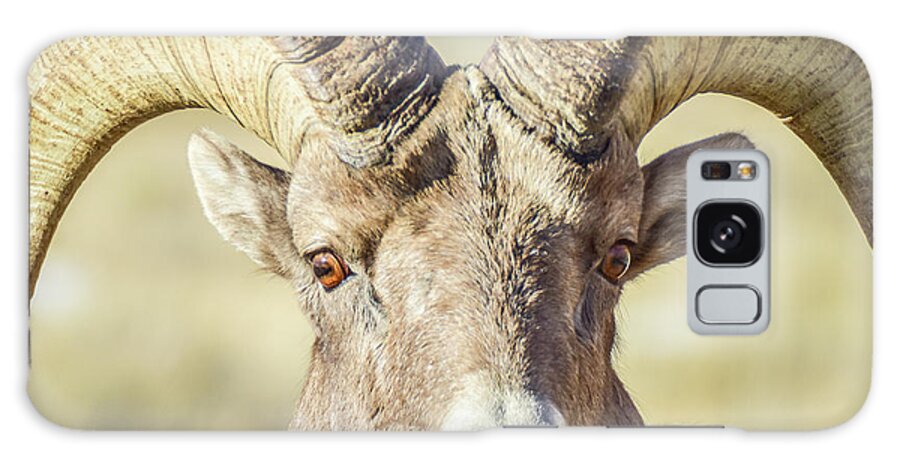 Sheep Galaxy Case featuring the photograph Intimidating Bighorn by Ed Stokes