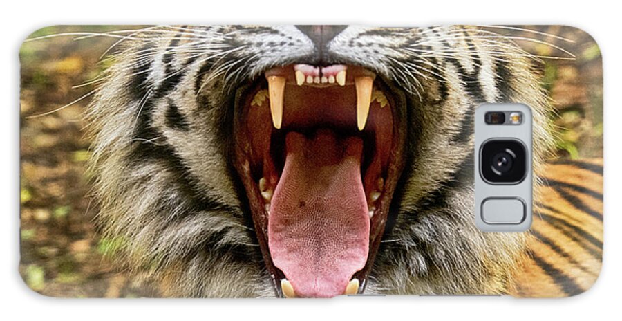 Tiger Galaxy Case featuring the photograph A Big Yawn by Abigail Diane Photography