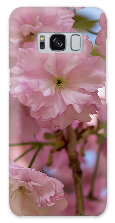 Flower Galaxy Case featuring the photograph Japanese Flowering Cherry 3 by Dawn Cavalieri