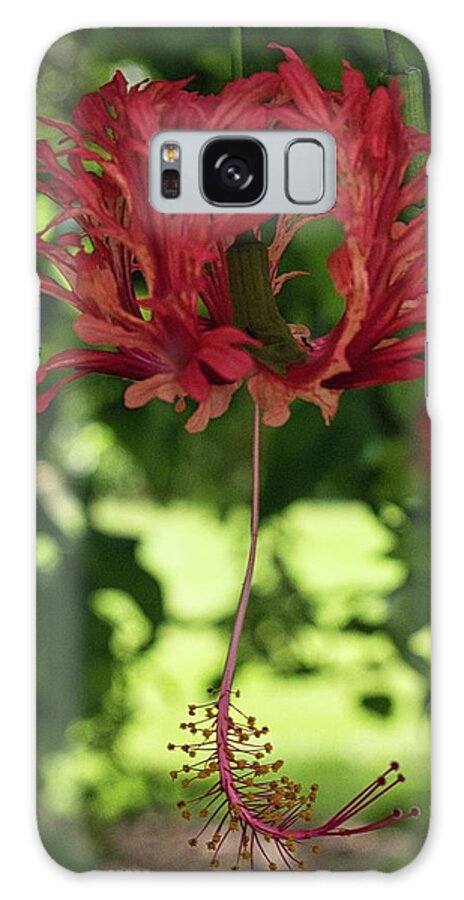 Flower Galaxy Case featuring the photograph Japanese Lantern Hibisucs by Portia Olaughlin