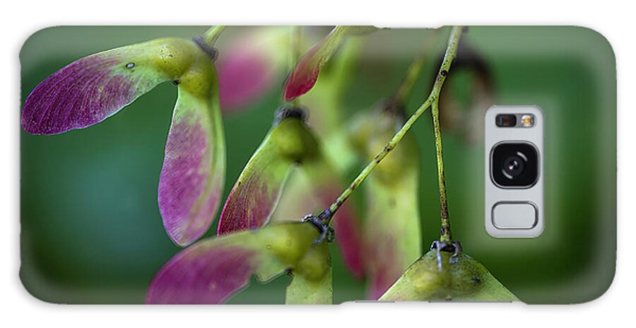 Leaves Galaxy Case featuring the photograph Japanese Maple Seeds by Norman Reid