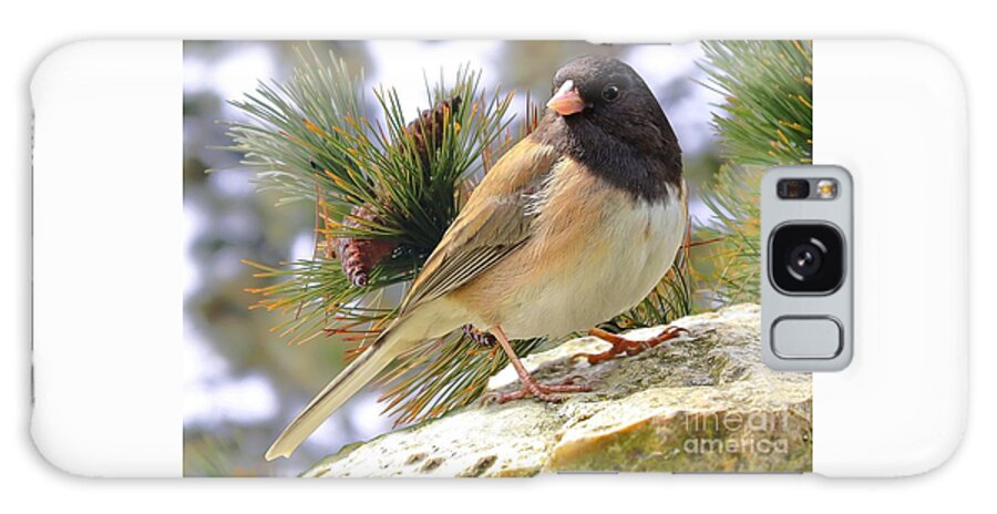 Junco Galaxy Case featuring the photograph Junco And Pine by Kimberly Furey
