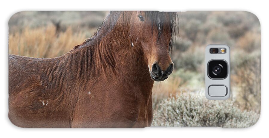 Wild Horses Galaxy Case featuring the photograph Just Handsome by Mary Hone