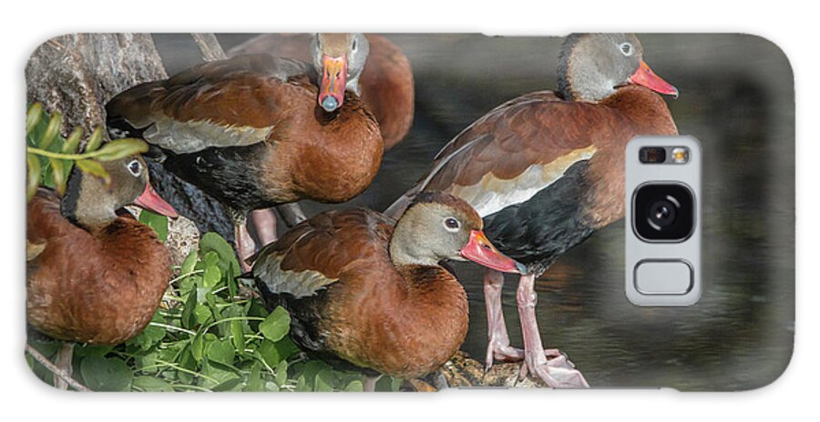 Duck Galaxy Case featuring the photograph Juvenile Whistling Ducks by Tom Claud