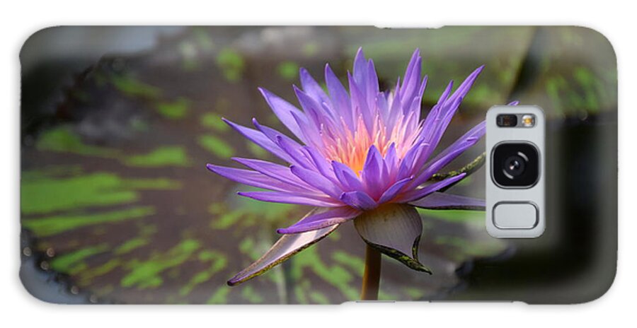 Water Lily Galaxy Case featuring the photograph Kew Water Lily by Terry M Olson