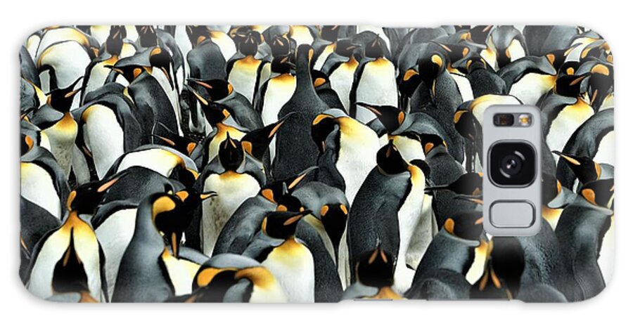 Penguins Galaxy Case featuring the photograph Kings of the Falklands by Darcy Dietrich