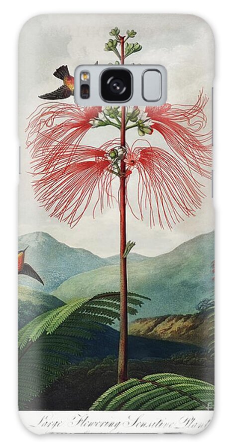 Flower Galaxy Case featuring the painting Large-Flowering Sensitive Plant from The Temple of Flora 1807 by Robert John Thornton. by Shop Ability