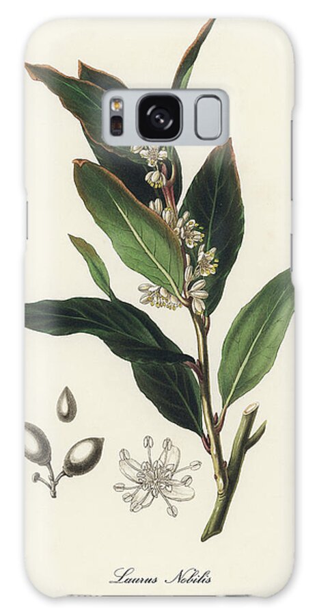 Laurus Nobilis Galaxy Case featuring the digital art Laurus Nobilis - Bay Laurel - Medical Botany - Vintage Botanical Illustration - Plants and Herbs by Studio Grafiikka