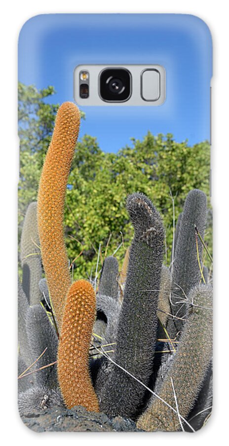 Republic Of Ecuador Galaxy Case featuring the photograph Lava Cactus, Brachycereus nesioticus, Punta Moreno, Isabela Island, Galapagos Islands, Ecuador by Kevin Oke