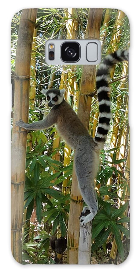 All Galaxy Case featuring the digital art Lemur in Madagascar 1 KN33 by Art Inspirity