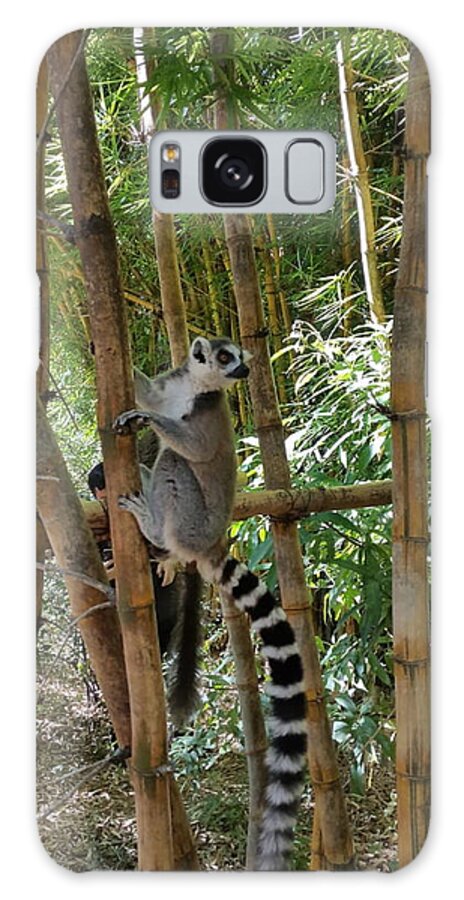 All Galaxy Case featuring the digital art Lemur in Madagascar 2 KN34 by Art Inspirity