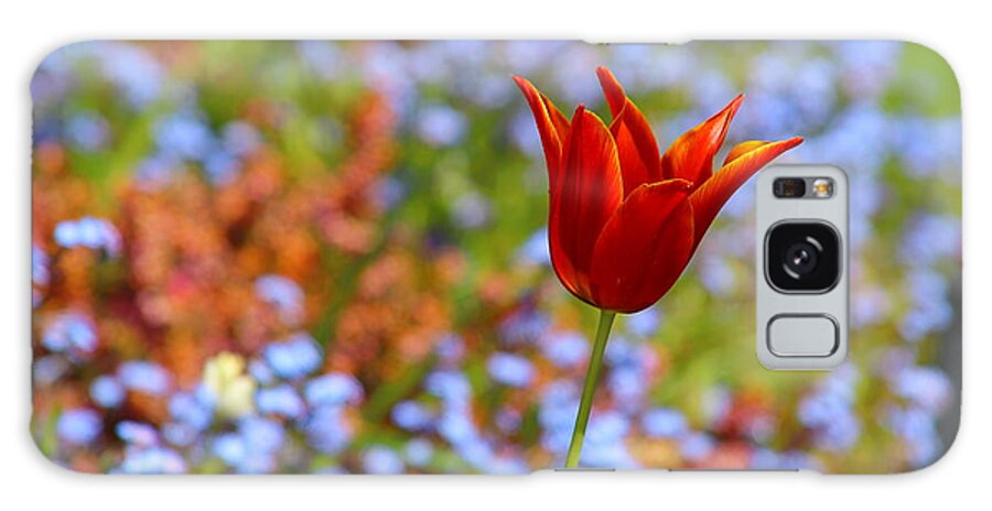 Tulip Galaxy Case featuring the photograph Lily Flowered Tulip by Kimberly Furey