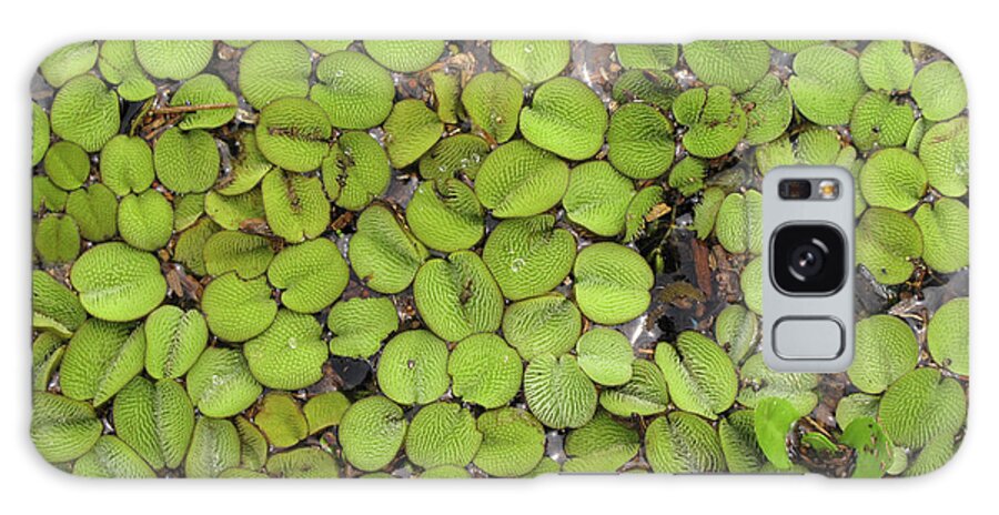 Lily Pads Galaxy Case featuring the photograph Lily Pads in Marsh on Lake Catemaco by Lorena Cassady