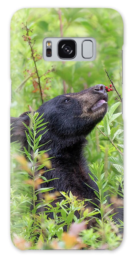 Black Bear Galaxy Case featuring the photograph Little Berry Eater - Black Bear Yearling by Susan Rissi Tregoning