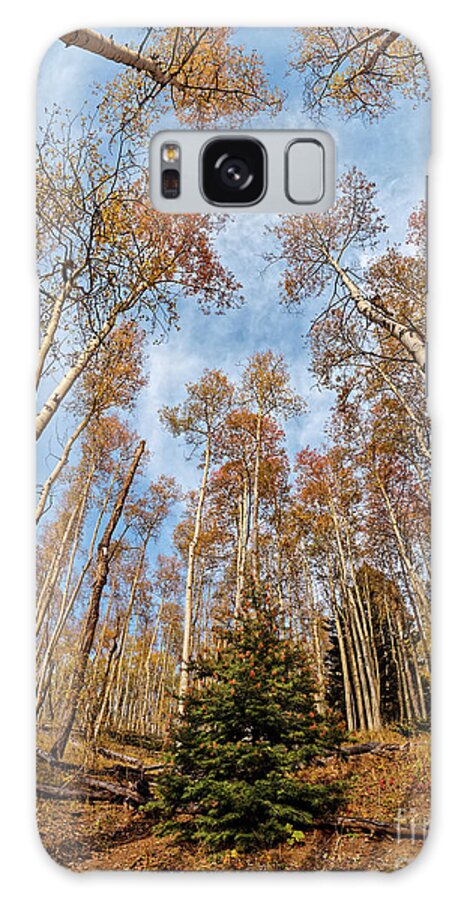 Santa Fe Galaxy Case featuring the photograph Lonely Douglas Fir in the middle of the Aspen Forest - Aspen Vista Trail Santa Fe National Forest by Silvio Ligutti