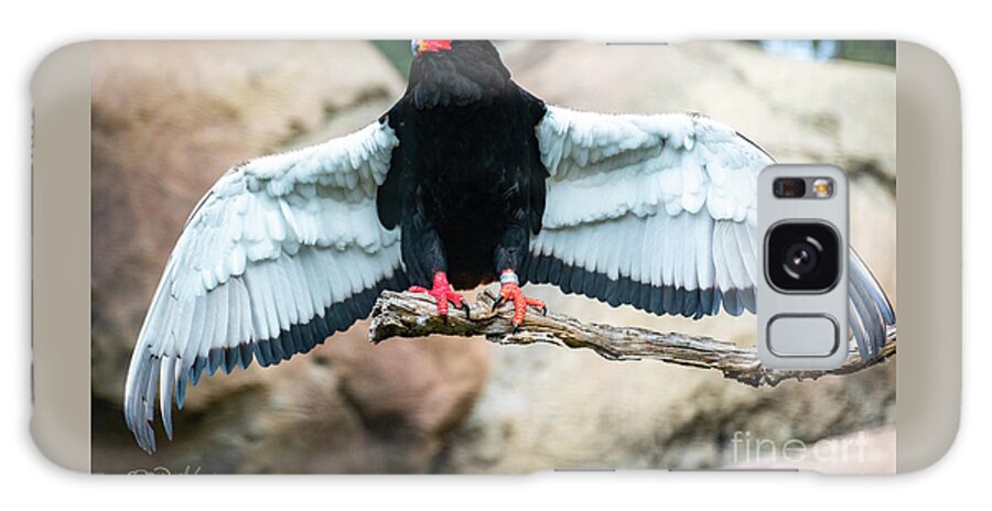 Bateleur Eagle Galaxy Case featuring the photograph Look at My Wingspan by David Levin