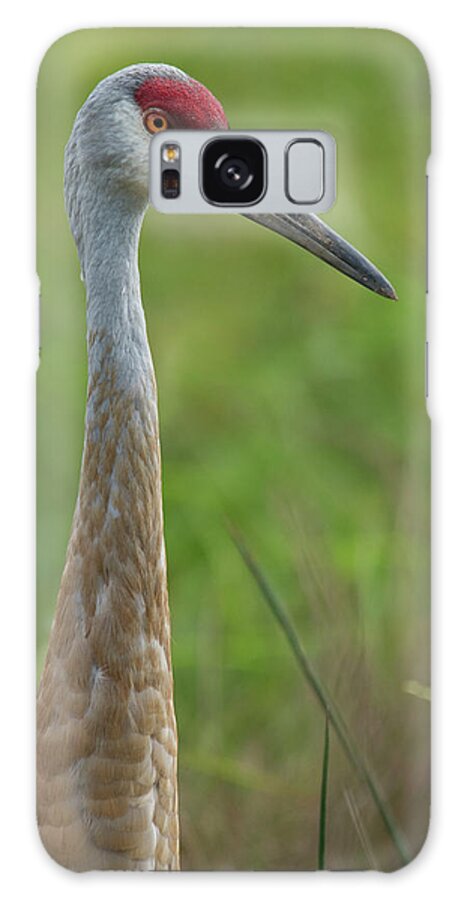 Sandhilll Crane Looking Onto Greater Things Galaxy Case featuring the photograph Looking onto greater things by Carolyn Hall