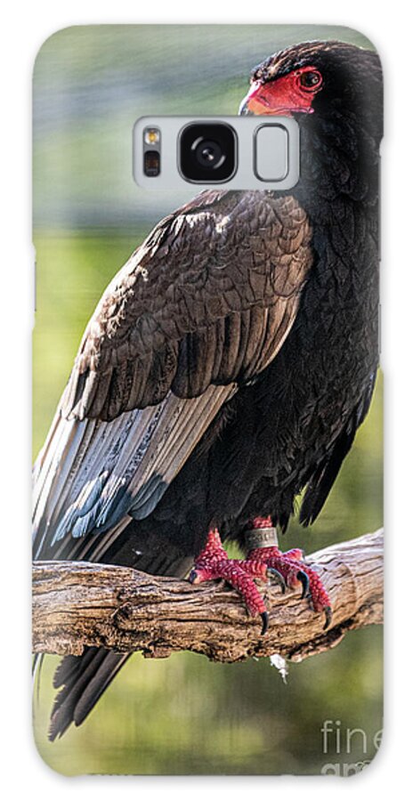 Bird Galaxy Case featuring the photograph Looking Over My Shoulder by David Levin