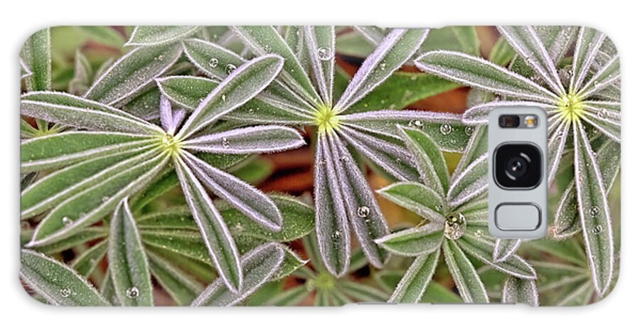 Lupine Galaxy Case featuring the photograph Lupine Leaves by Bob Falcone
