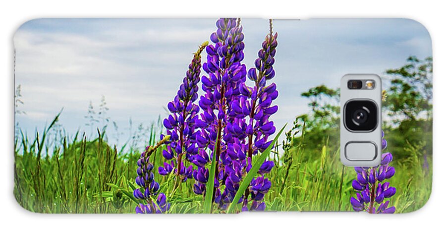 Lupine Galaxy Case featuring the photograph Lupines In Bloom by Ann Moore