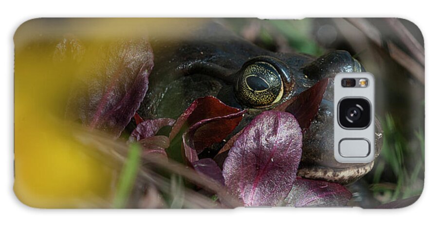 American Bullfrog Galaxy Case featuring the photograph Mabel the Bullfrog by Robert Potts