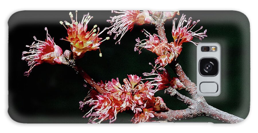 Macro Galaxy Case featuring the photograph Maple Blossom by Steven Nelson