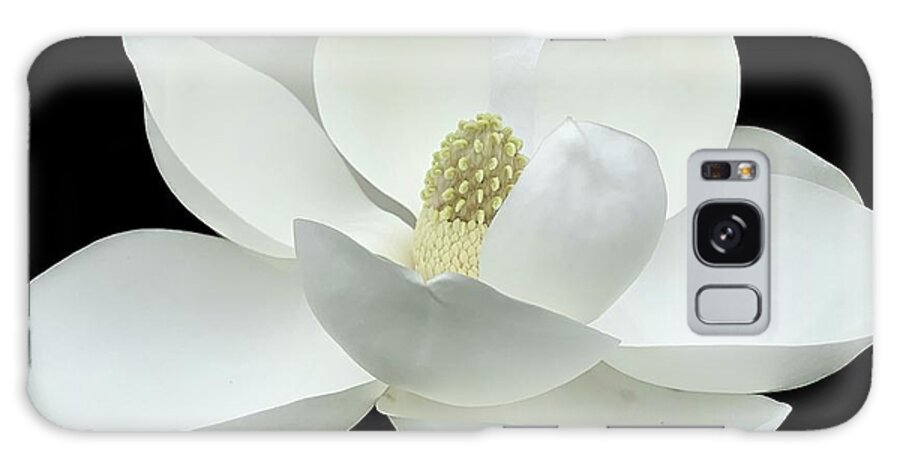 Magnolia Galaxy Case featuring the photograph Magnolia Flower on Black by Catherine Wilson