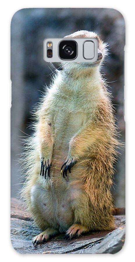 Meerkat Galaxy Case featuring the photograph Mercurial Meerkat by Sea Change Vibes