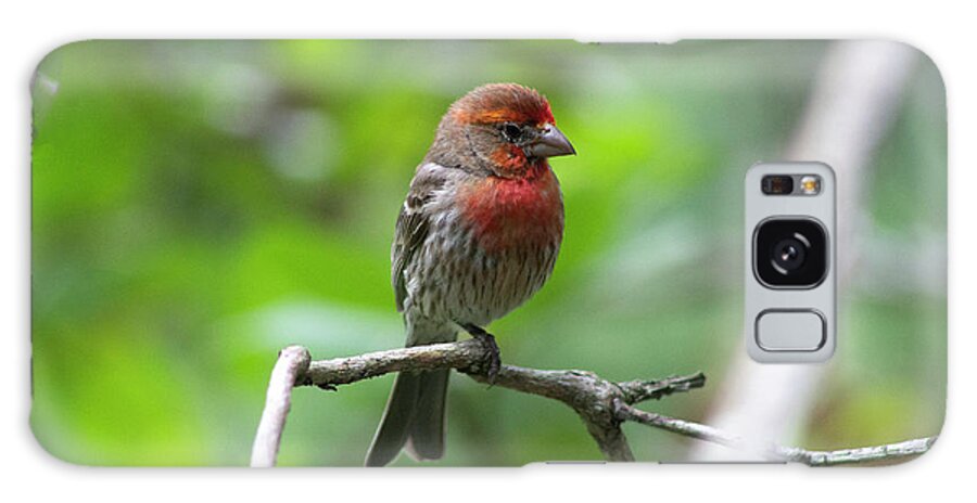 Bird Galaxy Case featuring the photograph Male House Finch by Geoff Jewett